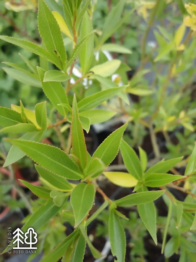 Salix × fragilis var. bullata